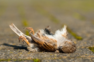 Was ik net zo blij dat ik weer een paartje Heggenmussen rond het huis had en dat het mannetje nu s morgens mooi zong in de boom van de buren. Tot ik maandag morgen de hond ging uitlaten en op het trottoir deze vriend vond waarschijnlijk tegen een passerende auto gevlogen en zijn nek gebroken. Triest!