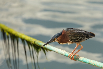 Derde en laatste vogeltje uit de haven van Willemstad is dit mooie reigertje wat onbekommerd stond te vissen vanaf het meertouw van n van de bootjes achter de marktkraampjes.