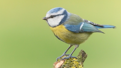 Pimpelmees op de uitkijk in een gesnoeide appelboom in het zachte licht  van de vroege  ochtend.