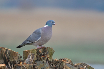 Deze mooie duif kwam ik tegen toen ik naar mijn werk ging.
Ze hadden pas knotwilgen gesnoeid, en hij ging er mooi voor zitten.
Mijn eerste foto op birdpix, graag commentaar op deze