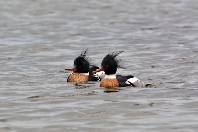These two males were quite peace while the female was busy searching the food at the side. It is the first time I saw them so close in Holland, so like to share it with very body.