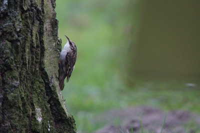 vandaag heb ik even reden in het parkje bij ons in de buurt en zag ineens een boomkruiper. ik ben zo goed mogelijk deze gevold en heb ik m op foto gezet. het is voor mij een soort die me nooit gelukt is erop te krijgen nu wel dus bij goed weer.