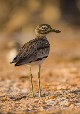 Tegen het einde van de middag de kano in en vanaf de rivier de vogels fotograferen. Vogels dan beter benaderbaar zo ook deze Griel.