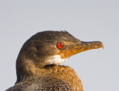 Deze Aalscholver bleef zolang zitten dat we hem vanuit onze kano bijna konden aaien. Een kop portret bleef over, vooral dat rode oog is prachtig.