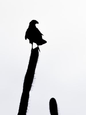 Van de nood een deugd gemaakt. Onmogelijke tegenlichtsituatie. Volle stop overbelicht in het veld voor een lichte achtergrond en later in de bewerking het silhouet  nog wat donkerder gemaakt voor een meer grafisch beeld