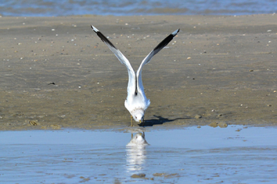 Walked @Kwade hoek today. We saw a group of Mew Gulls ate the food near the beach. Except this one, all the time was stretching himself. This posture feels like he checked himself in the water.
