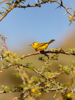 Zoals ik al zei, hou ik wel van wat ruimte om een vogel.
Zeker wanneer het beestje zo'n mooi plekje uitzoekt toon ik graag wat van de leefomgeving. Uiteraard zit hij hier in een stekelige plant. Alles zonder stekels wordt opgegeten door de  geiten.