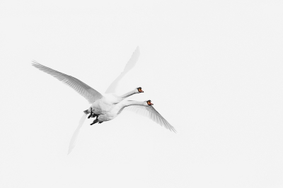 Met de mooie zonsopkomsten van de afgelopen dagen is het vrijwel iedere ochtend genieten geblazen; vanmorgen vroeg uit de veren; deze 'siamese 2-ling knobbelzwanen' vlogen net niet recht op de fotograaf af maar scheerden wel knap langszij.