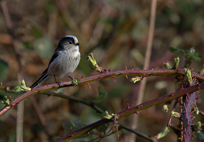 Op zoek naar vogeltjes, verschenen ineens een aantal staartmezen in het lage struikgewas. Deze ging even lekker in de zon zitten.