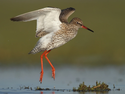 Het wordt langzaam aan drukker bij de plasdras. Naast de vele scholeksters en kieviten worden ook de groepjes tureluurs en gruttos groter. Na het badderen wordt er gesprongen en gefladderd om het water weer af te schudden. En dan komen die prachtige stelten wel erg mooi tevoorschijn! Had mijn vrouw maar 1 zon felgekleurd been ;-) (vrij naar Bomans).

www.birdbeauty.nl