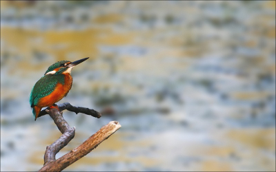 Deze ijsvogel zat mooi te genieten van het zonnetje en had dus mooi de kans op hem op de foto te zetten!