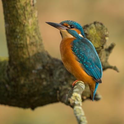Wat een mooi vogeltje is het toch... en voor deze hoef ik mijn eigen dorp niet uit. Gisteren een paar uur het gedrag van deze ijsvogel(s) kunnen bestuderen. Wat een belevenis... en als er dan ook nog ntje precies voor je  neus op een tak gaat zitten is je dag natuurlijk helemaal goed!