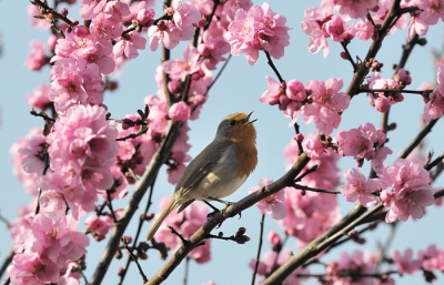Het voorjaar valt vroeg dit jaar. Deze roodborst bakent zijn teritorium af door uit volle borst te zingen. En ook de sierkers vindt dat het voorjaar al is begonnen. Hoezo een mooie omlijsting?
Belichting was hier een uitdaging, want de roodborst zit voor het grootste gedeelte in de schaduw, terwijl de bloesem volop zon vangt. Dus de roodborst heb ik in de nabewerking wat lichter gemaakt. De foto is ook licht gecropt. Het origineel heeft nog meer bloesem rondom. Ook mooi, maar dat komt in het kleine bp formaat wat minder tot zijn recht.