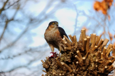 Vogel dood prooi in ons grasveld en daar eet hij het op in een boompje van ongeveer 2 meter dat net gesnoeid is.