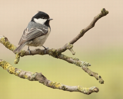 Een paar dagen een zwarte mees in mijn tuin gehad,erg beweeglijk vogeltje!
foto is vanachter het raam genomen.
groet maria