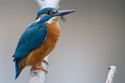Ik heb er 3 maand lang heel wat uurtjes ingestoken. Altijd bleven de ijsvogels op afstand en leek hun favoriete plekje in een struik op +/- 40 meter tegenover mij te zijn, ik wilde de ijsvogels niet storen door zelf dichterbij te gaan. Maar eindelijk vandaag ging hij op de door mij geplaatste stok zitten op een paar meter afstand en ik heb er dankbaar gebruik van gemaakt