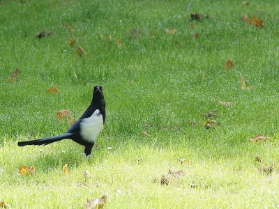 deze ekster zat even geleden op een gras veld en heb oa door de houding die de ekster heeft een foto gemaakt bij redelijke omstandigheden en goed fotografie weer.