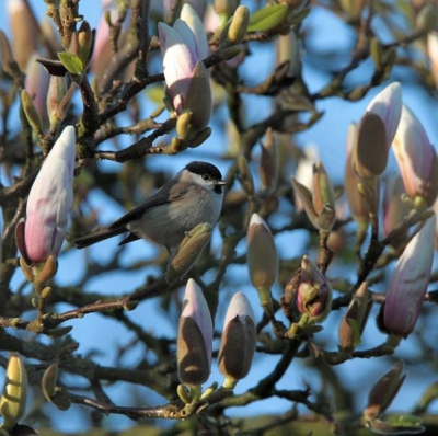 Einde van de middag en de glanskop al een paar keer in de buurt gezien. Eindelijk ging hij zitten op een plekje waar ik kon afdrukken. Leuk contrast met de magnoliaknoppen.