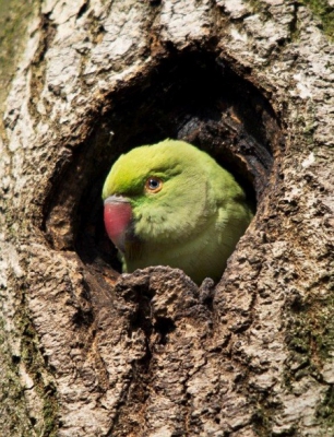 Mooie zonnige dag. Jonge parkiet in boom, genomen op flinke afstand met telelens.