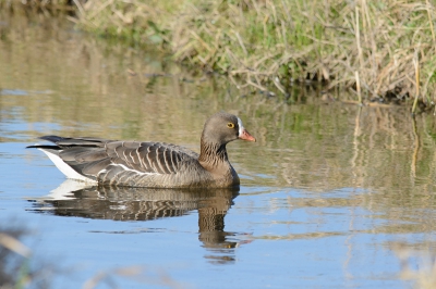 De dwergganzen lopen altijd ver weg. Toen ik hoorde dat er 2 dichtbij zaten ben ik er snel naar toe gegaan en heb diverse foto's gemaakt. Dit is gans "1" die een eindje ging zwemmen.