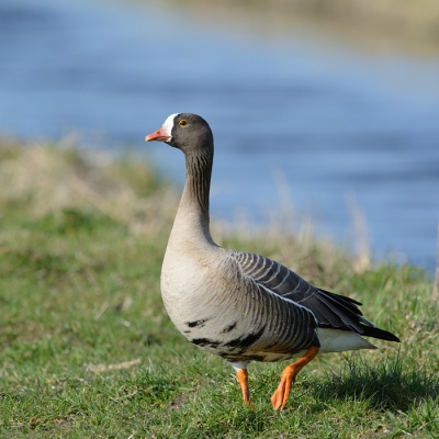 De dwergganzen zitten altijd ver weg. Nu zaten er 2 bij de "weg" en kon ik diverse foto's maken. Dit is "gans nummer 2", die rustig rondliep en af en toe een hap gras naar binnen werkte. Zie voor "gans 1" mijn vorige upload.