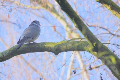 eerder deze week vond ik deze houtduif in een parkje ik heb nav de houding van de duif deze foto ook gemaakt.
de weersomstandig heden waren goe