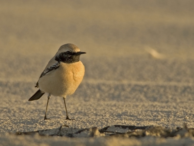 Zaterdag liep ik nietsvermoedend het strand op Vlieland op om door de branding vliegende Eiders te fotograferen, komt een vogelaar op me afgerend dat ie 2 minuten geleden, tijdens een uitje met collega's een mogelijke Woestijntapuit heeft ontdekt. Of ik misschien een verrekijker en misschien fototoestel bij me had...

Zoiets overkomt je niet dagelijks, en dan ook nog eens zo'n tam beestje in prachtig avondlicht! Na 100+ foto's (die ik vanavond nog ga uitzoeken) bij gebrek aan mobiele telefoon als een gek naar SBB-huisje de Zwaluw gefietst waar de andere SOVON-wadvogeltellers waren. Vlak voor de schemer inviel hebben we hem toen nog gezien.

De dag erna was ie helaas weg...maar de foto's zijn binnen.
Wellicht plaats ik later nog meer, eerst even de beste foto's uitzoeken.
