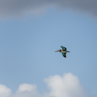 Wat krijg je als een Bruine Pelikaan vliegt boven een zonbeschenen azuurblauwe Caribische zee vliegt? Precies, een blauwe pelikaan ;-)