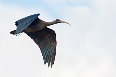 <i class='fa fa-user'></i>&nbsp;Wilfred Marissen&nbsp;|   Wrattenibis&nbsp; <i class='fa fa-eye'>&nbsp;195</i> &nbsp; <i class='fa fa-comment-o'>&nbsp;0</i>