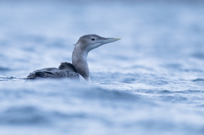 Terwijl ik met Arntzen Arctic Adventures: http://www.varanger.info/ 3 eidersoorten aan het benaderen was met de elektrische boot, dook deze duiker plots op uit het niets, tegen alle verwachtingen in. Eigenlijk was ik nog een beetje op een riskant tijdstip ter plaatse om goed vogels te fotograferen. De zon komt er namelijk niet boven de horizon en het kleine bootje deinde nogal heftig op de golven.