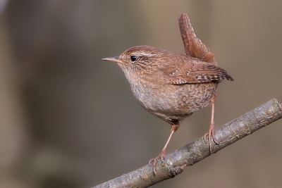 Deze wispelturige winterkoning ging als een gek van tak naar braam enz. uiteindelijk koos hij toch een tak uit waarop hij vrij kwam te zitten wat resulteerde in deze foto.