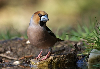 Woensdag had ik vrij van school en heb ik mooi wat tijd kunnen besteden aan het fotograferen gelukkig ook appelvinken, ongelofelijk hoe mooi ze zijn van dichtbij. Als je ze rustig kunt bekijken is het echt genieten. Gelukkig komen ze regelmatig drinken bij mijn vijvertje in de tuin die ik hiervoor heb aangelegd. Hier een foto van het mannetje vind hier de spiegeling van het water op de vogel erg leuk.