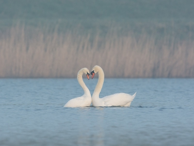 Een mistige morgen met de zon die er af en toe door brak!
Kijk ze eens verliefd doen!!!! Als dat geen mooi voorjaar wordt?
Bewust gekozen voor wat meer ruimte in de foto om de sfeer vast te houden.