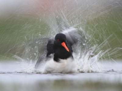 Het is dolle pret bij de plasdras. Van de 4 bekendste weidevogels gaat de scholekster het meest uitgebreid in bad. Hier wat gexperimenteerd met lange sluitertijden (1/25) om het gespetter in volle glorie in beeld te brengen. De scherpte op het koppie vond ik hier net voldoende, maar misschien zijn de meningen daarover verdeeld. Ben benieuwd wat jullie er van vinden.
www.birdbeauty.nl