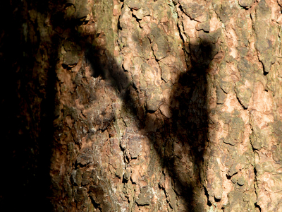 Dendrocopos major, in de zon. 
Arno ten Hoeve, sneller dan spechts schaduw.