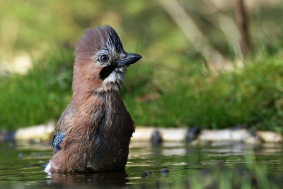 Vrij van school dus lekker fotos gemaakt van o.a deze gaai. Gaaien zijn schuwe vogels maar als je er de wat tijd aan besteed geven ze hun geheimen bloot en kun je de mooiste dingen waarnemen hier gaat een gaai uitgebreid in bad. en als hij dan doorheeft dat hij op de foto komt doet hij steevast zijn kuif omhoog.