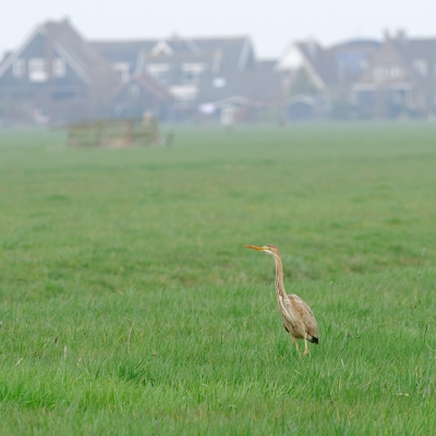 Genomen in de alblasserwaard.
Is het een Blauwe Reiger?