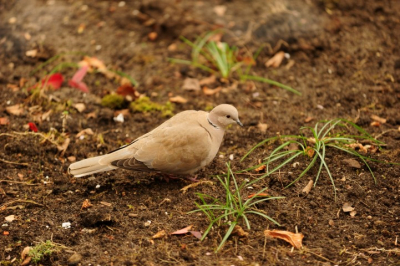 Tortel in een achtertuin in een wijk in Zwolle. 
Op zoek naar eten (zoals bijna elke dag) in onze tuin.