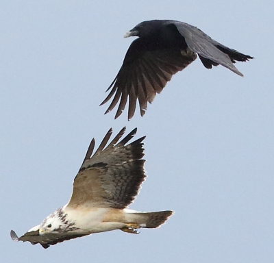 De zwarte vogel mist hier duidelijk de wigstaart. Dit wijst dus op de zk