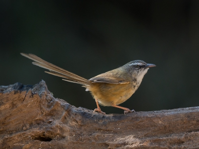 <i class='fa fa-user'></i>&nbsp;Wim de Groot&nbsp;|   Witborstprinia&nbsp; <i class='fa fa-eye'>&nbsp;232</i> &nbsp;<i class='fa fa-thumbs-up'>&nbsp;1</i> &nbsp; <i class='fa fa-comment-o'>&nbsp;1</i>