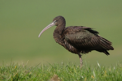 prachtige vogels ,vooral als het licht op ze valt.
regelmatig verplaatsten ze zich ( misschien om de aanwezige fotografen te pesten ? ) om ee stukje verder weer neer te strijken op he dijkje .