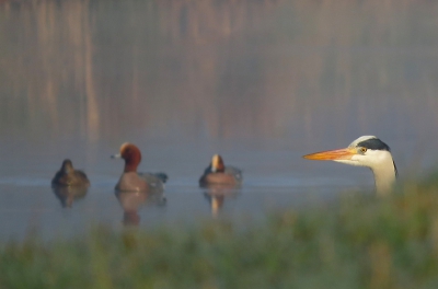 <i class='fa fa-user'></i>&nbsp;sieb&nbsp;|   Blauwe Reiger&nbsp; <i class='fa fa-eye'>&nbsp;394</i> &nbsp; <i class='fa fa-comment-o'>&nbsp;9</i>
