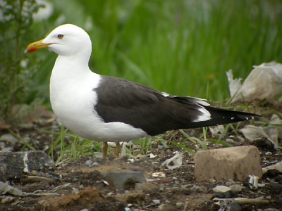 <i class='fa fa-user'></i> ruud | Kleine Mantelmeeuw  <i class='fa fa-eye'> 794</i>  <i class='fa fa-thumbs-up'> 3</i>   <i class='fa fa-comment-o'> 0</i>