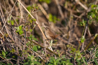 Het valt toch niet mee om een tjiftjaf dicht bij te krijgen.
Deze ging er goed voor zitten.
Het was redelijk mooi weer, en de vogels floten er lustig op los.
Als je met een 300mm. fotografeert moeten ze wel dichtbij komen.