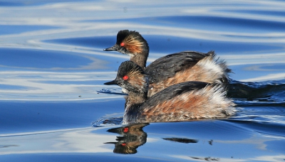<i class='fa fa-user'></i>&nbsp;Arina van Veen&nbsp;|   Geoorde Fuut&nbsp; <i class='fa fa-eye'>&nbsp;332</i> &nbsp; <i class='fa fa-comment-o'>&nbsp;5</i>