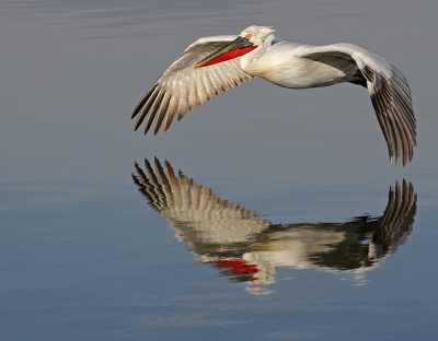 After over 30 trips to Kerkini I am still exited to see and photograph the pelicans :)