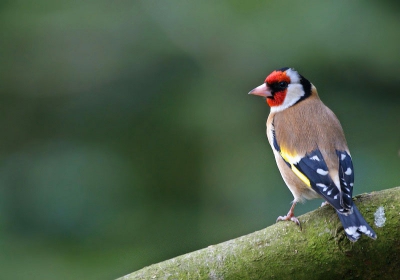 dit puttertje zat rustig zijn mooie liedje te zingen en had mij niet in de gaten, en keer keek hij even om en kon ik 2 foto's maken. dit is daar een van wat een leuk vogeltje toch he ?