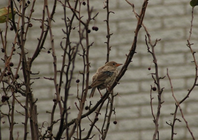 Eerst geen "balkonscene" langs het Jaagpad. Uurtje later teruggekomen en daar kwam hij toch. Vreselijke foto door hekwerk gemaakt, groep spreeuwen vloog weg. Terug kunnen vinden samen met vogelaars uit Utrecht en Nijmegen,hoog in een populier. Zeilde naar beneden in boompje naast woning en ging zitten poetsen! Zie PAlbum
