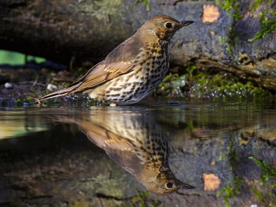 Weer een drukte van belang bij de fotohut van Han Bouwmeester. Deze zanglijster kwam regelmatig even langs om te badderen.