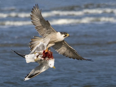 Jaap Vink introduceerde mij vandaag bij een van zijn oude bekenden, een Slechtvalk op het strand van Terschelling. Even later ging deze op jacht en sloeg een Stormmeeuw. Na een tijdje vloog de Slechtvalk op toen een zeilkar naderde en kon ik deze foto maken. Bedankt Jaap!